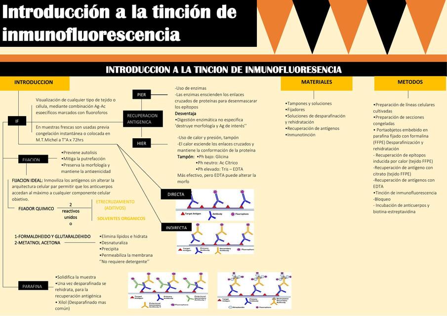 Inmunohistoquímica - Inmunofluorescencia