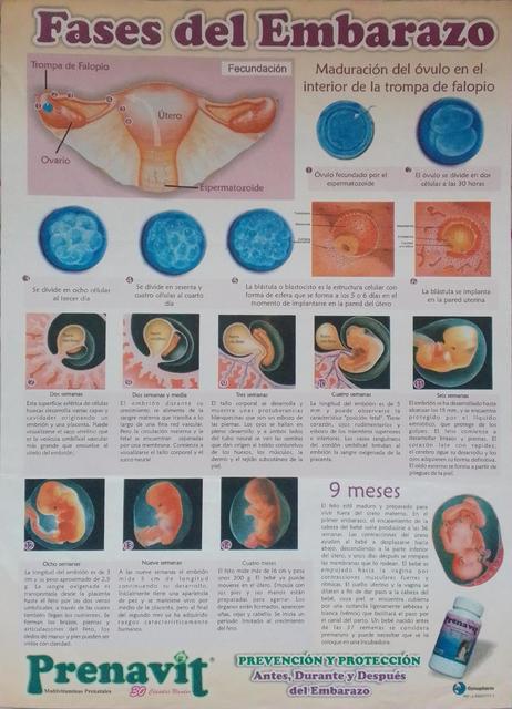 Fases de la Gestacion