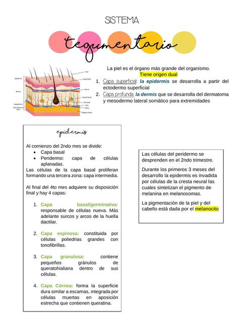 Sistema tegumentario 