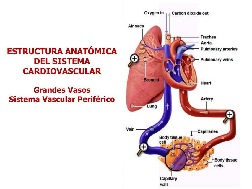 Cardiovascular y bazo