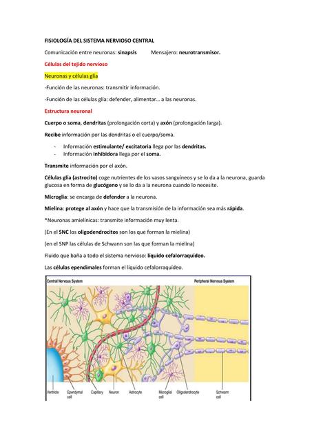 Fisiología del Sistema Nervioso Central