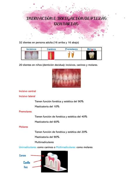 Inervación e irrigación de piezas dentarias