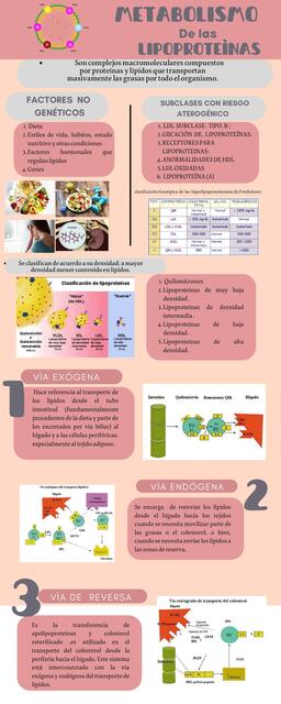 Metabolismo de las lipoproteínas 