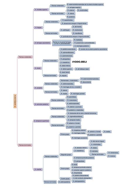 Esquema arteria carótida externa - esquema