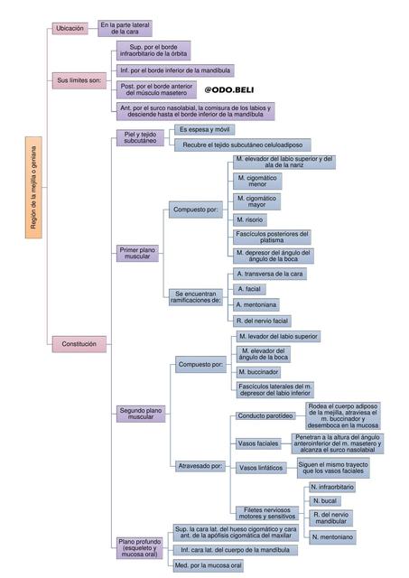 Región geniana - esquema