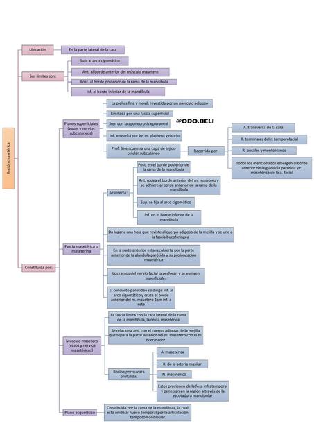 Región masetérica o maseterina - esquema