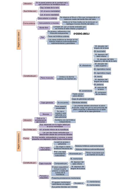 Región oral y mentoniana - esquema