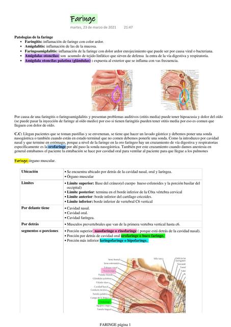 Faringe anatomía