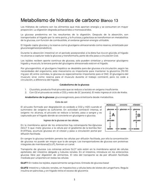 Metabolismo de hidratos de carbono Blanco 