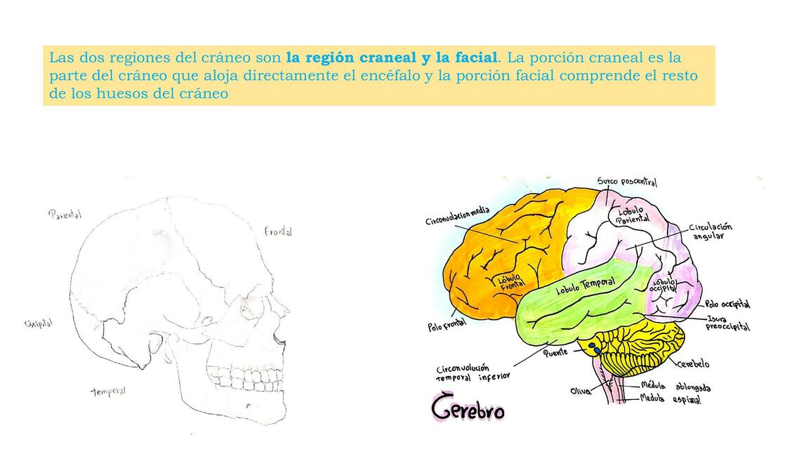 Cráneo 