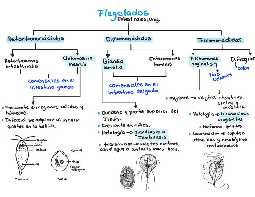 Flagelados intestinales y urogenitales 