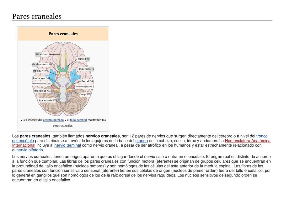 Pares craneales 