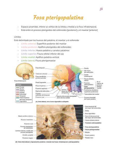 Fosa pterigopalatina 