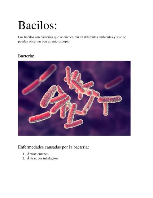 Bacilos 