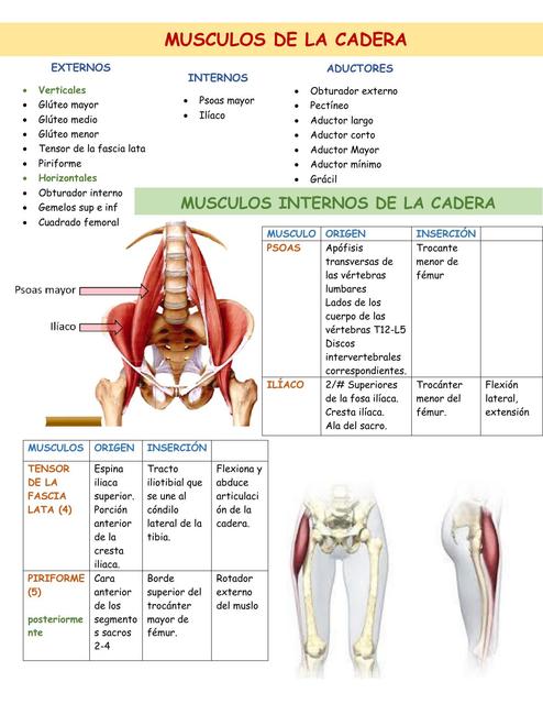 MUSCULOS DEL MIEMBRO INFERIOR