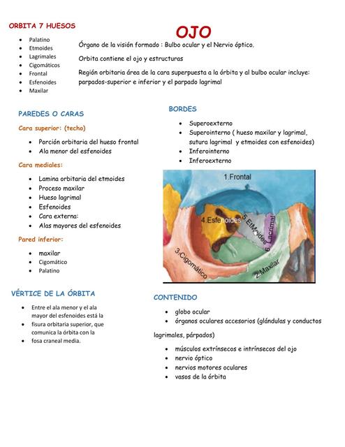 ANATOMIA BASICA DEL  OJO