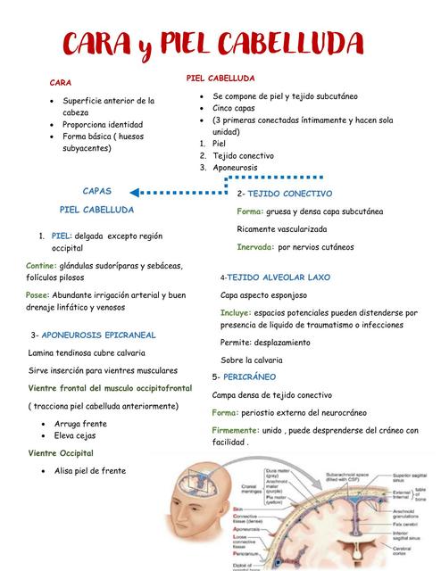 Cara,  piel cabelluda y sus  músculos