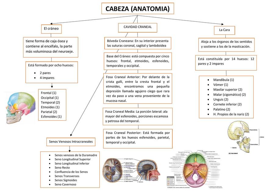 CABEZA ANATOMIA