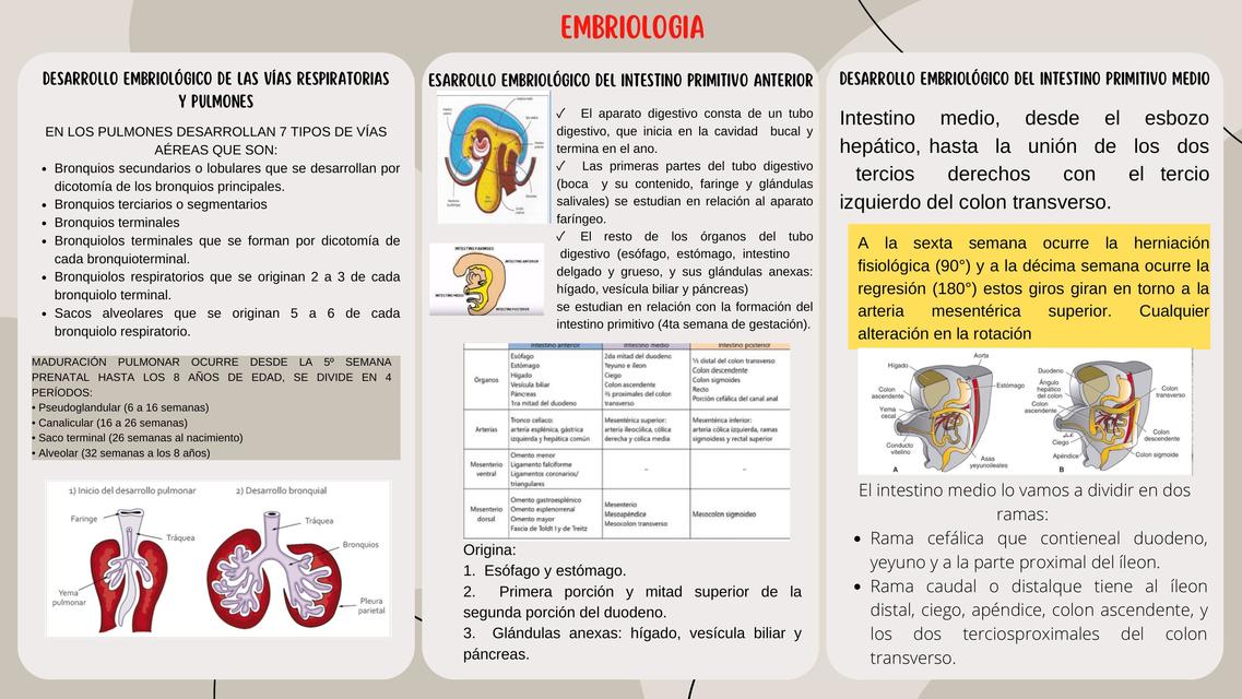 Embriología resumen respiratorio y digestivo