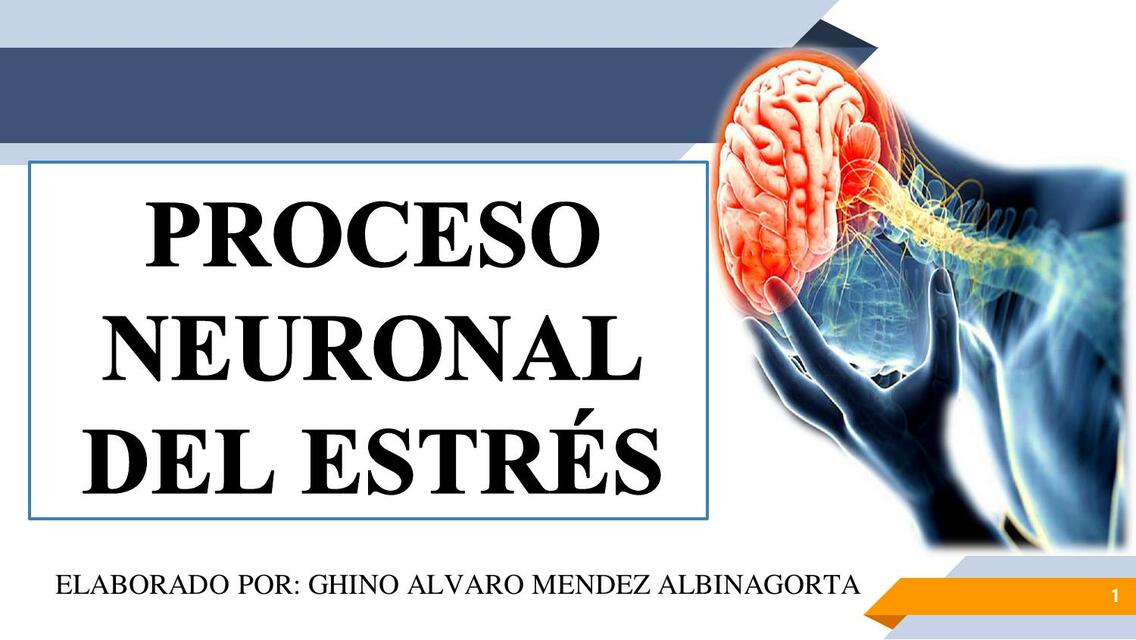 Proceso Neuronal del Estrés