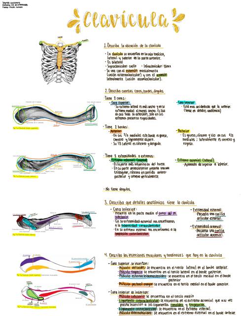 Clavicula