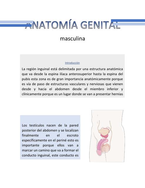 aAomía genital masculina