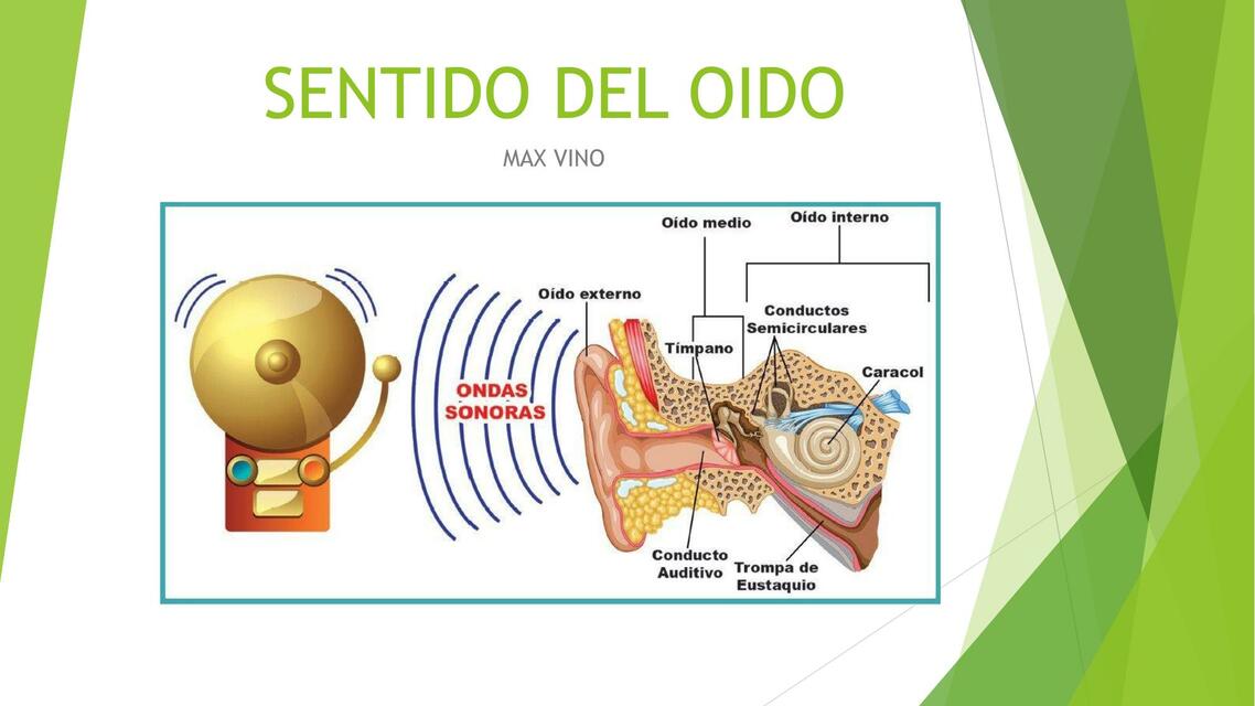 Sentido del Oído