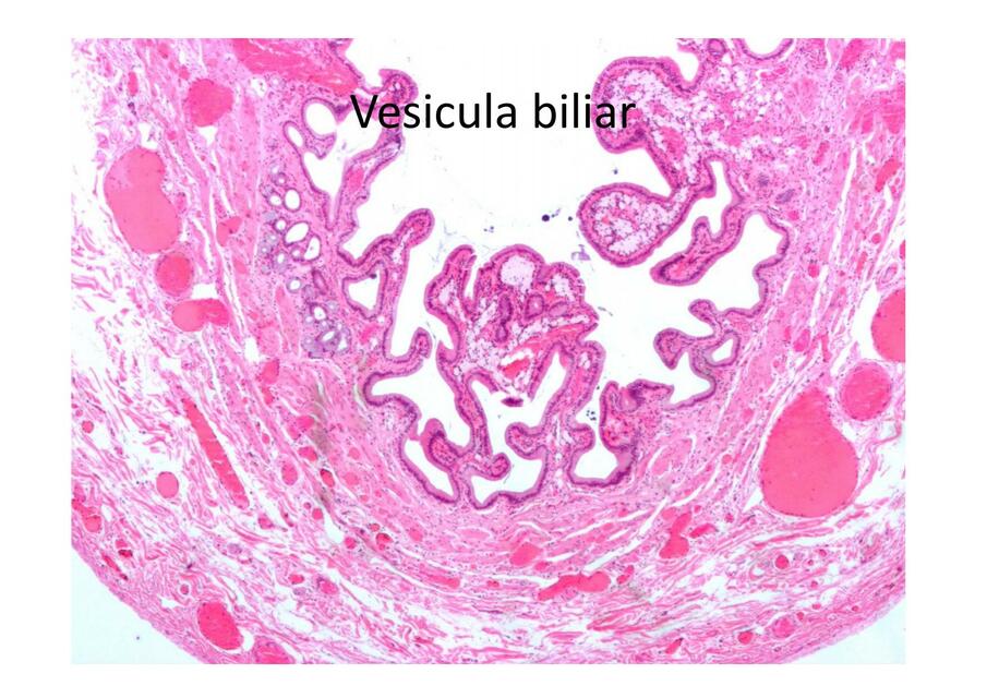 Láminas de Histología 