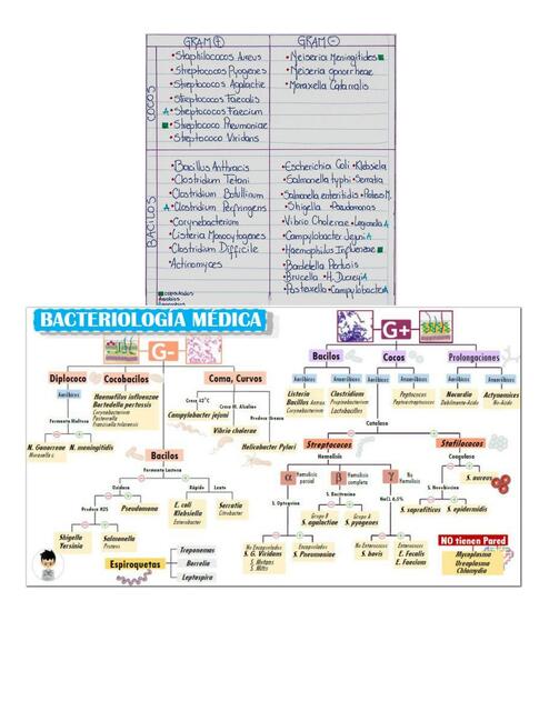 ATB Cuadrito de Bacterias y Esquema