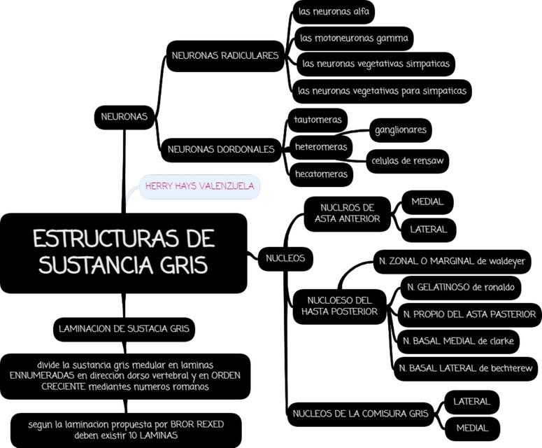 Estructuras de Sustancia Gris 