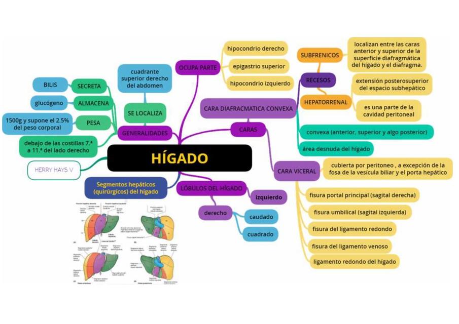 HIGADO ANATOMIA 2