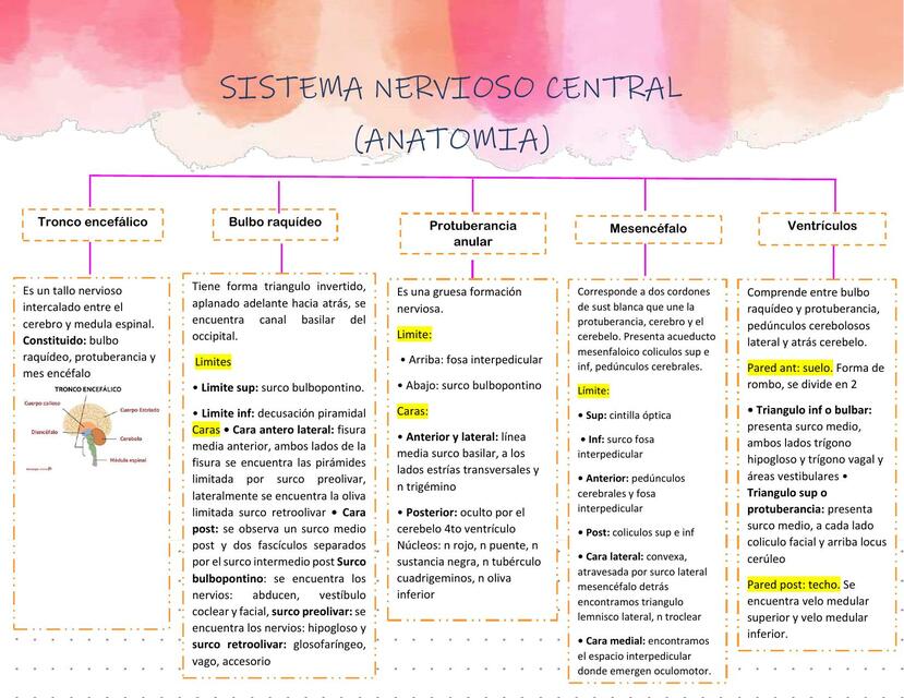 Sistema Nervioso Central 