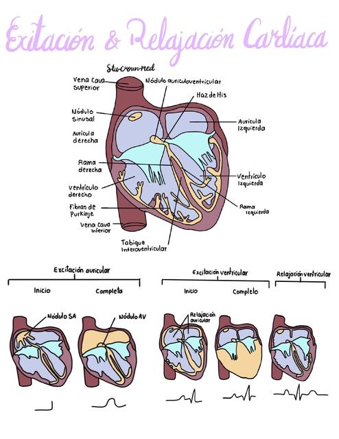 Excitación y Relajación Cardiaca