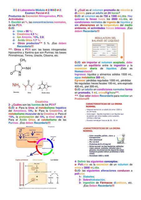 Excreción Nitrogenados