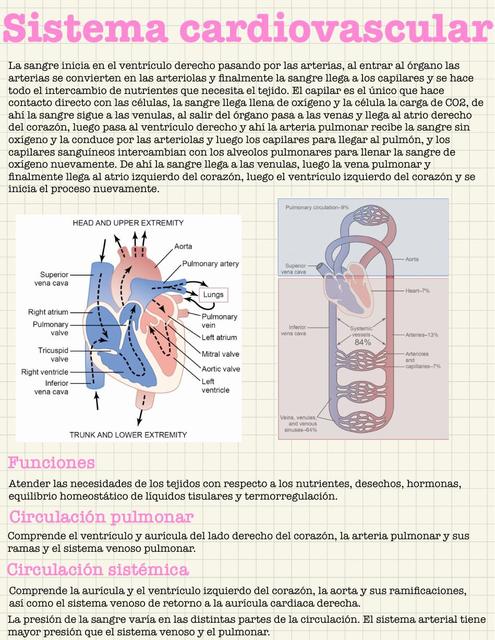 Histología del sistema cardiovascular