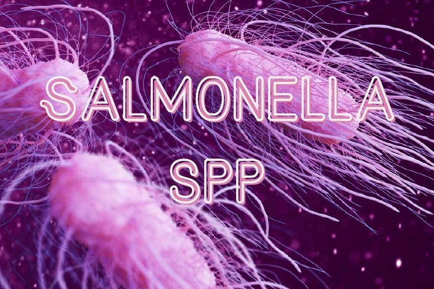 5 Salmonella spp La Vieja Confiable Medicina uDocz