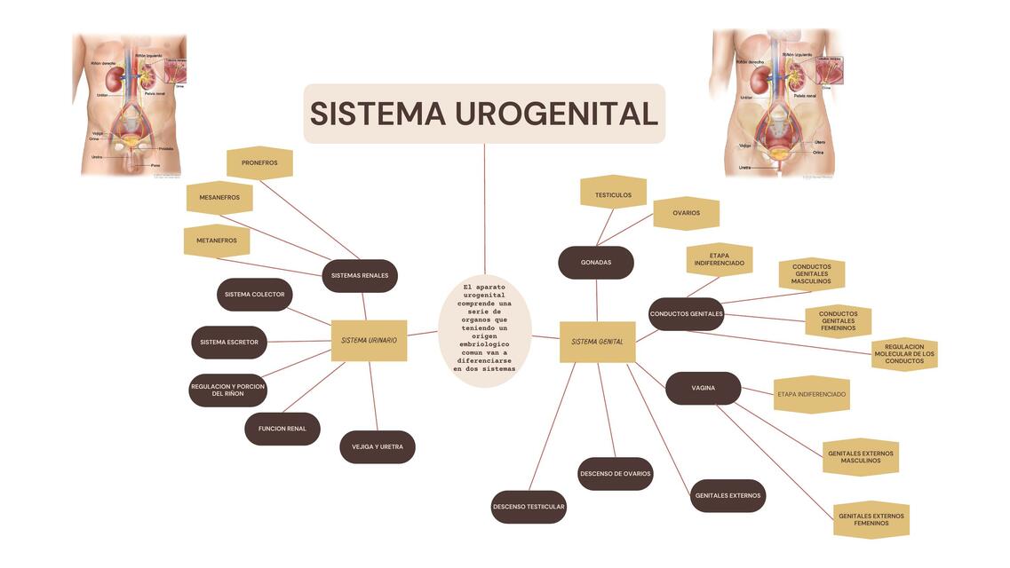 Sistema Urogenital 