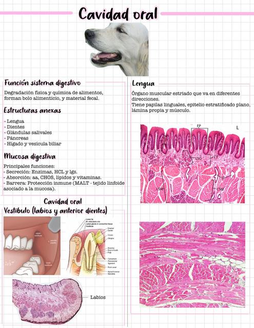 Histología de la cavidad bucal