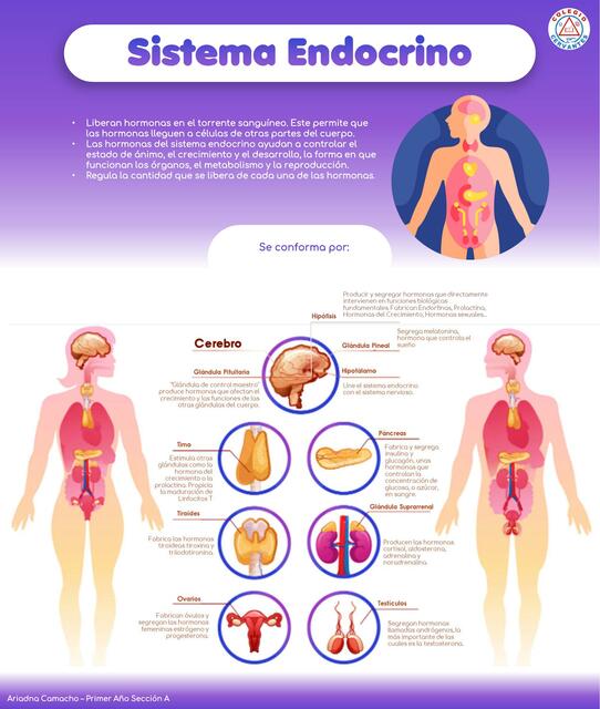 Sistema Endocrino