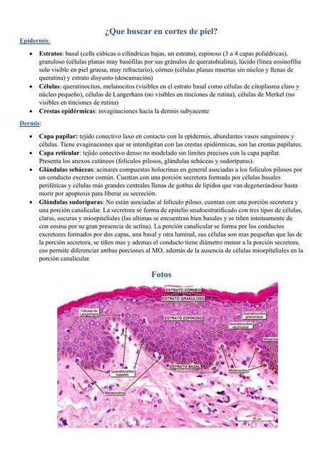 ¿Que Buscar en Cortes de Piel? 