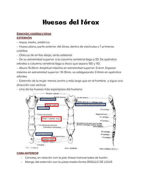 Huesos del Tórax