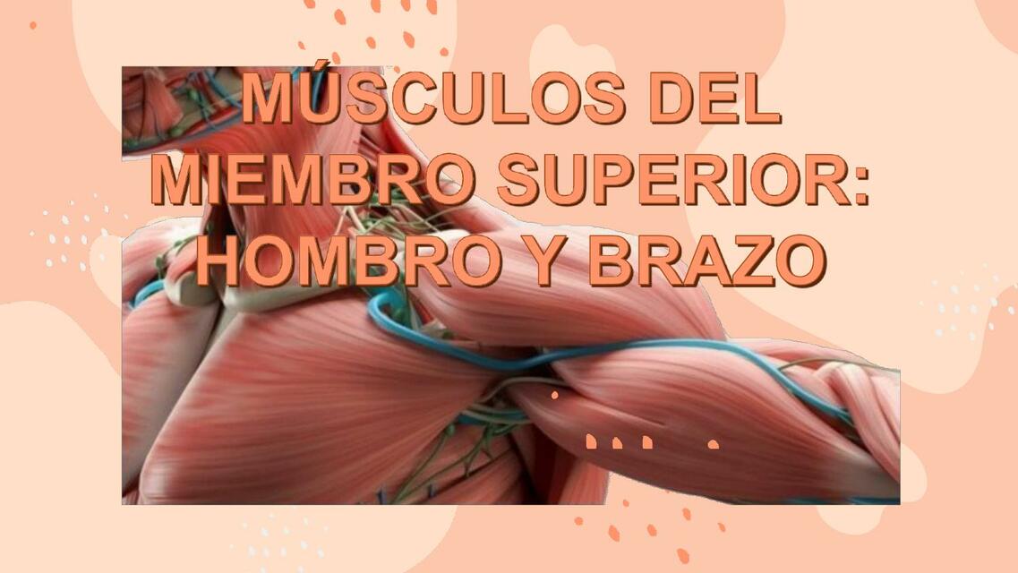 Músculos de hombro y brazo