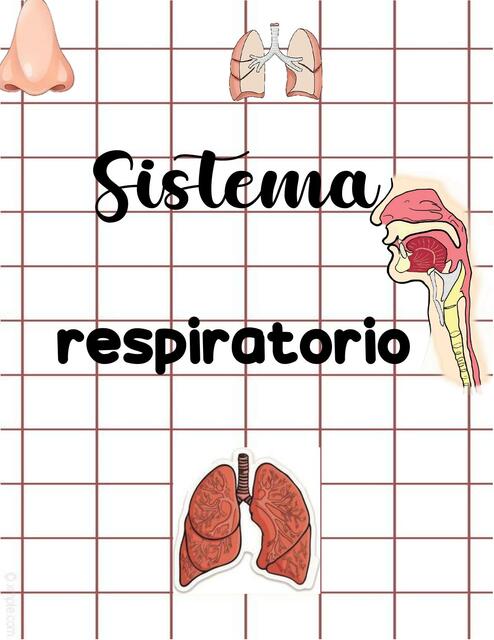 Sistema Respiratorio 