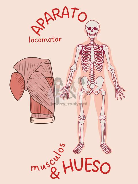 Estructura y Sistemas Anatomicos