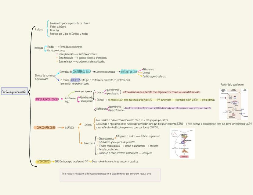 Fisiología corticosuprarrenal