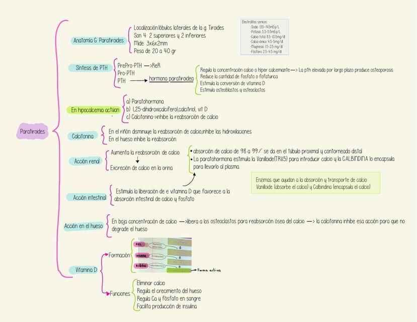 Fisiología de la PARATIROIDES
