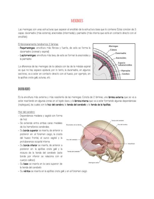 Meninges, ventrículos cerebrales y vascularización