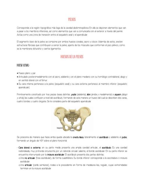 Pelvis y cavidad pélvica