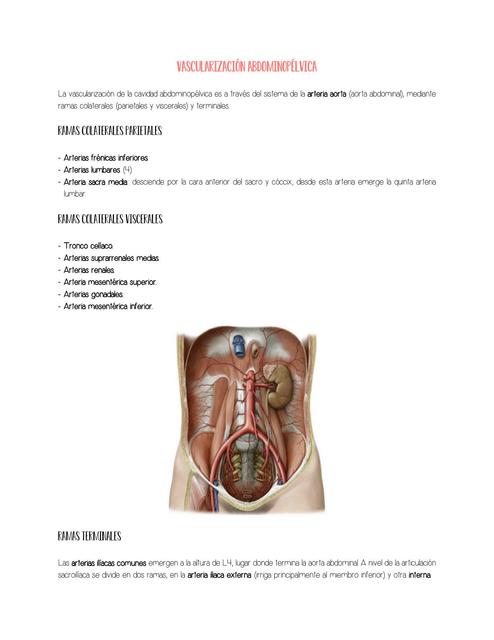 Vascularización e inervación abdominopélvica