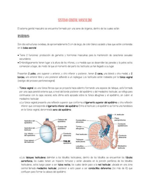 Sistema genital masculino